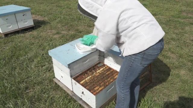 Как и когда обрабатывать пчел муравьиной кислотой от клеща Варроа смотреть онлайн