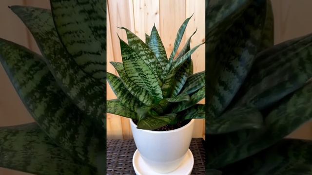 У сансы появились долгожданные малыши! 👼🏻🪴 #растения #цветы #сансевиерия #сансы #plants смотреть онлайн