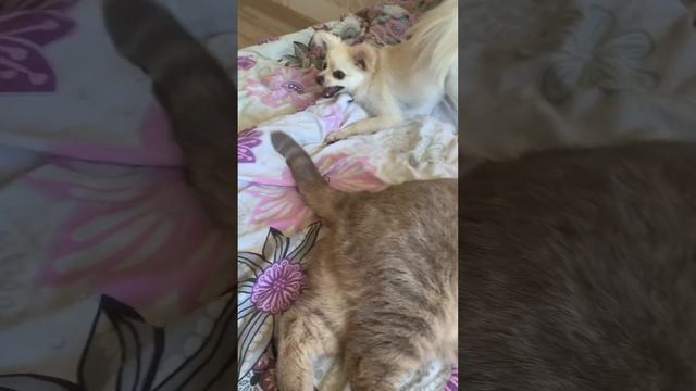 Хвост друга самый вкусный смотреть онлайн