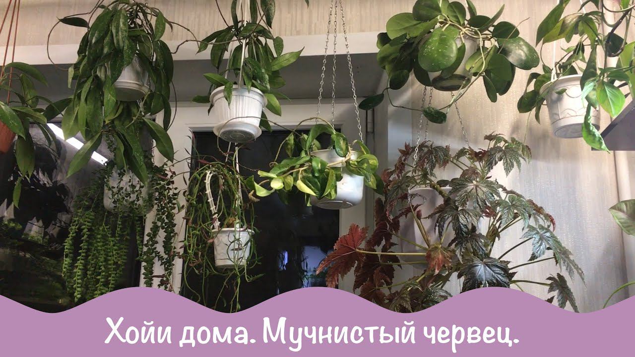 Комнатные цветы. Хойи дома. смотреть онлайн