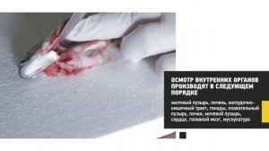 Осмотр внутренних органов рыб