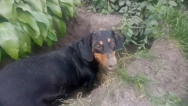 Смешные собаки. Собака землеройка - подкоп боком. Смешная такса смотреть онлайн