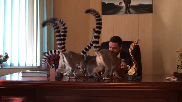 Никита демехин в рабочем кабинете со зверятами смотреть онлайн