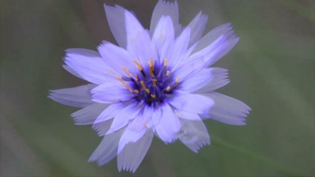 Cerverina, Catananche caerulea смотреть онлайн