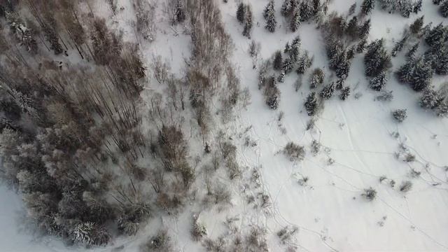 Вологжанин смог убежать от разгневанного зубра в лесу