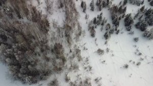 Вологжанин смог убежать от разгневанного зубра в лесу