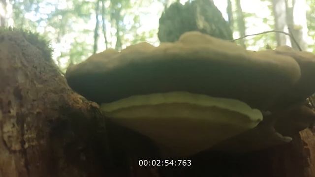 Трутовик плоский Ganoderma applanatum. Особенности сбора Видеоопределитель. смотреть онлайн