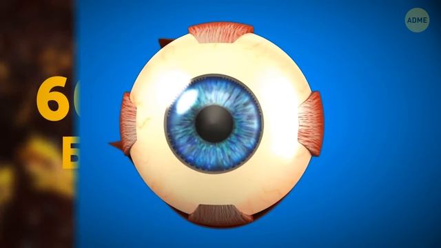 23 интересных факта о нашем теле смотреть онлайн