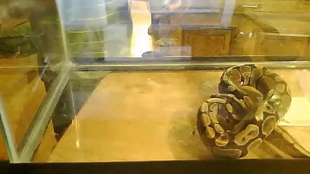 python feeding 9-7-11 pt3 смотреть онлайн
