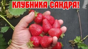 Клубника Сандра! Идеальный сорт для балаганов!