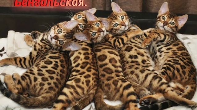 КОШЕЧКИ!! виды кошек 2 часть. смотреть онлайн