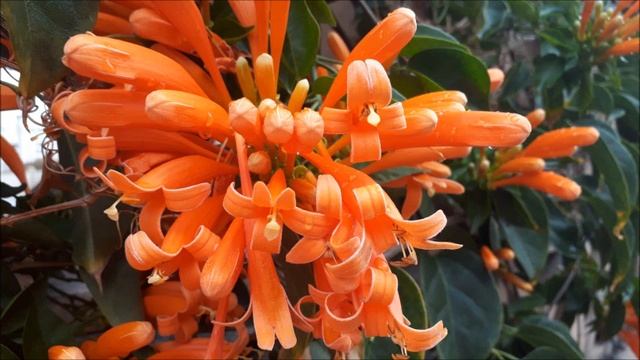 #Клеродендрум,#розы,#текома,#леукофиллум,#пиростегия.#Ашдод.#Израиль. смотреть онлайн