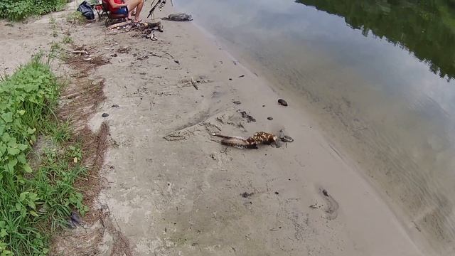 "Хорёк на "Кирпичах"(краснокнижная Перевязка), рыбалка на реке Дон, хутор "Кирпичи". смотреть онлайн