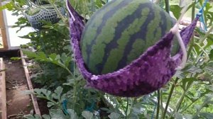 Выращивание арбузов в теплице вместе с помидорами!