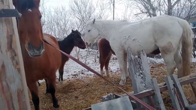Прогулка на лошадях!Упал с лошади?😱 смотреть онлайн