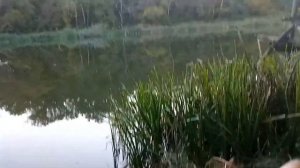 ПОКЛЁВКА КРУПНОГО СУДАКА. СЕВЕРСКИЙ ДОНЕЦ.  #северскийдонец  #щукасудак #ловлянаживца