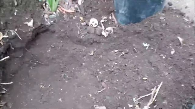 TRANSPLANTANDO MI Agapanthus africanus A EL SUELO смотреть онлайн