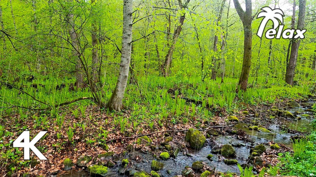 Rain Sound in the Spring Forest, Birdsong and the Sounds of a Stream смотреть онлайн