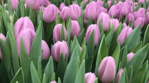 Выгонка тюльпанов. Сорт Paradero (Парадеро)