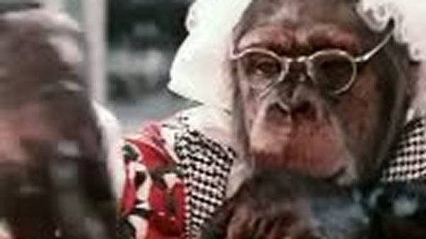 украли зебру