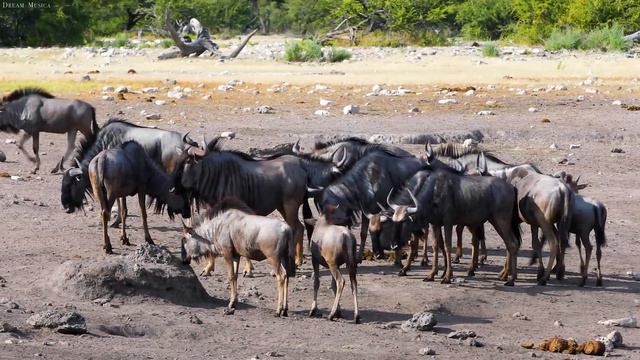 4K Wild Animals: Arusha National Park, Tanzania - Scenic Wildlife Film With Calming Music смотреть онлайн