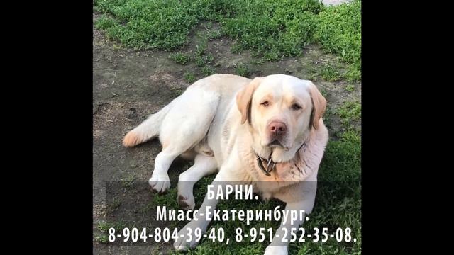 Нашелся! Барни Екатеринбург Миасс смотреть онлайн