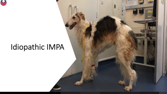 London Vet Specialists - Immune Mediated Polyarthritis смотреть онлайн