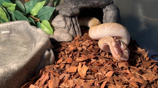 6 month Bamboo ball python FEEDING смотреть онлайн