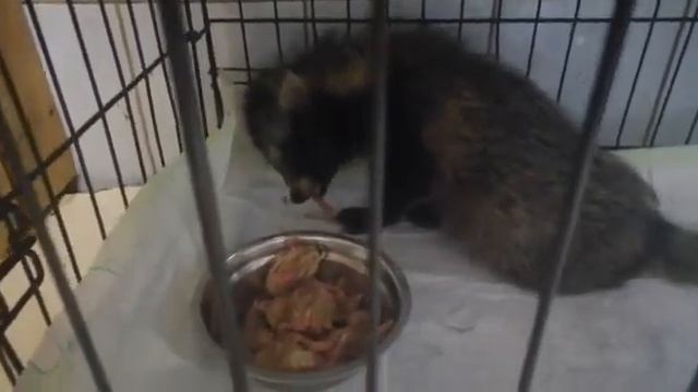 Новенький енотка, ДТП, истощение. смотреть онлайн