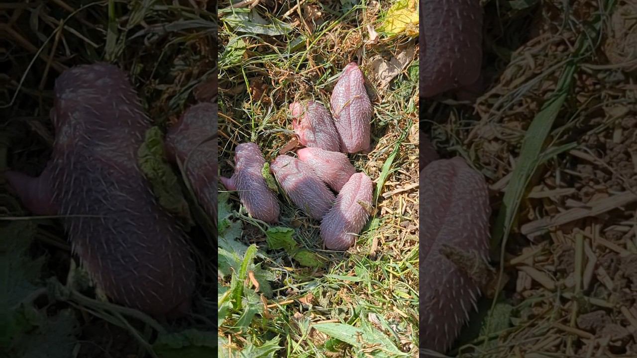 такая МИЛОТА - маленькие ёжики #ежик #shorts смотреть онлайн