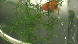 Нерест Меченосцев.