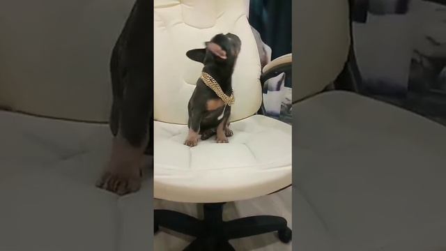 французский бульдог щенки лиловые, голубые продажа