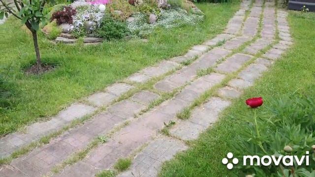 Пионы зацвели и у нас))) Ранний пион яркой окраски смотреть онлайн