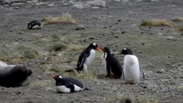 The joys of being a Gentoo penguin parent... смотреть онлайн