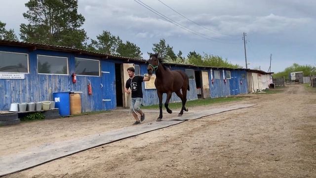 ПРОДАЖА: ч/к кобыла 2013г.р. Линия Northern Dancer ЦЕНА по тел. +79883400208 Telegram WhatsApp смотреть онлайн