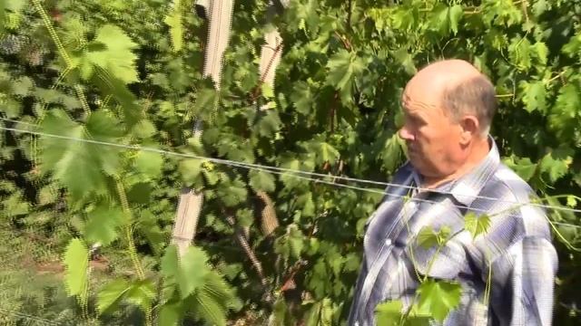 @Посадка винограда весной. Контейнерный метод. Ч.3 смотреть онлайн