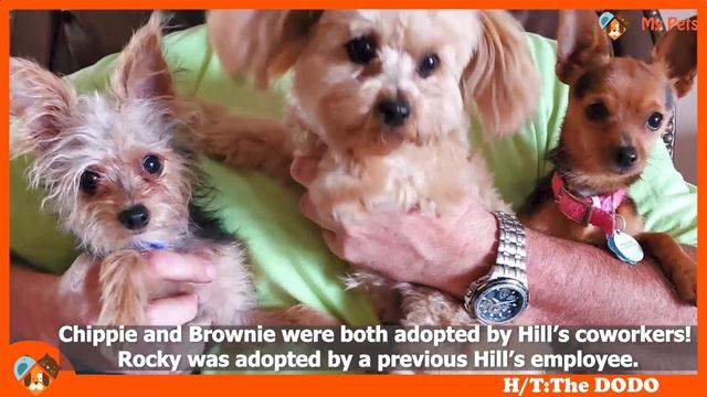 Amazing #phenomenon How can these #puppies from one litter?! смотреть онлайн