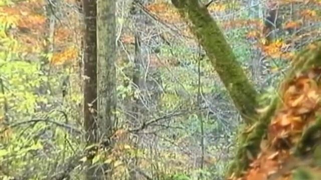 В золотую пору. Руфабго