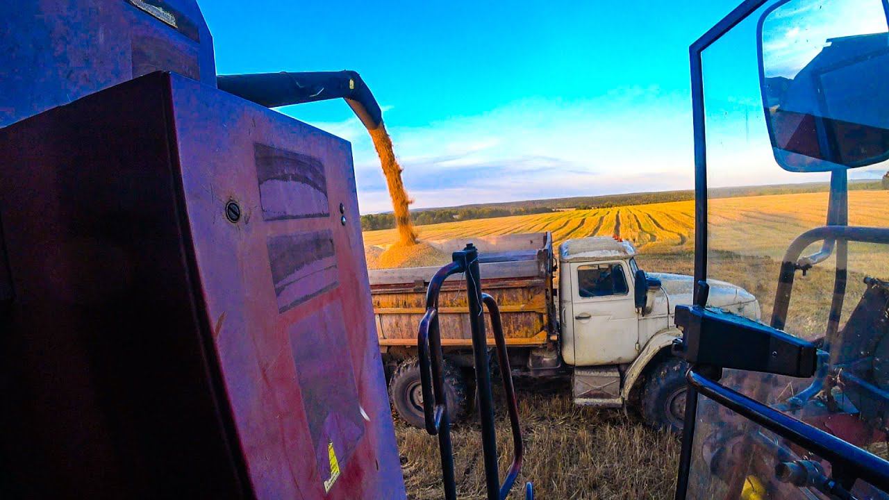 Уборочная на комбайне Палессе-GS-12. Разобрали Енисей, что показало вскрытие двигателя... смотреть онлайн