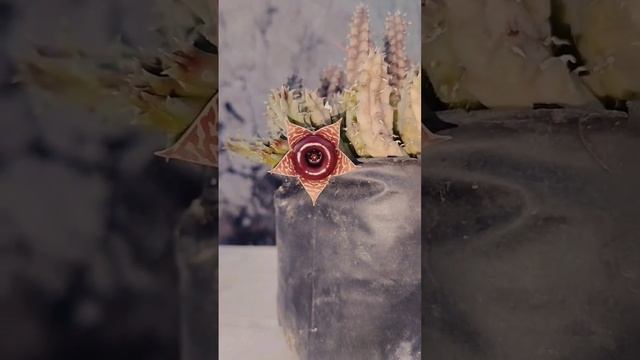 Lots Of Buds & Flowers In Huernia Zebrina, Cactus, Dessert Plant, #viral #shorts #youtubeshorts #m смотреть онлайн