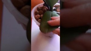 1  Грибница на листьях орхидеи, как избавиться!!!