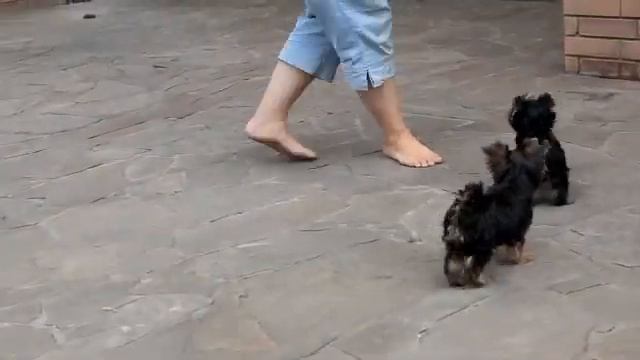 Майя и Флёша. 3 месяца. Тренировка. смотреть онлайн