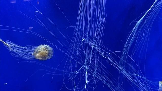 Аквариум , скат, акулы, море, красивые рыбы, прилив, карал, риф, музыка, отдых, сон смотреть онлайн