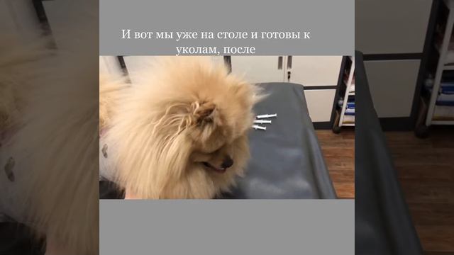 Как ведёт себя Малыш Лакки в клинике: 👍😀он умничка: герой👍 смотреть онлайн