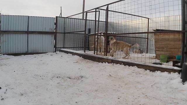 среднеазиатская овчарка как выходят с вольера смотреть онлайн
