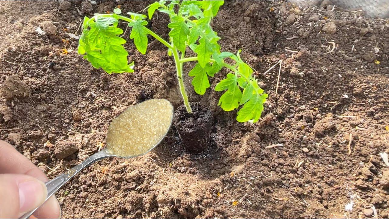 КИНЬТЕ ЭТО В ЛУНКУ ПРИ ПОСАДКЕ ТОМАТОВ и они сразу пойдут в рост и дадут большой ранний урожай смотреть онлайн
