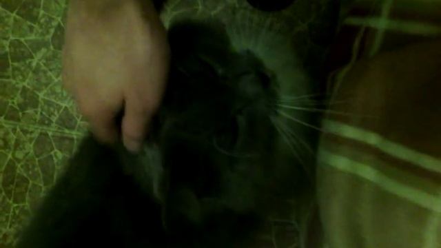 Самый добрый кот! смотреть онлайн