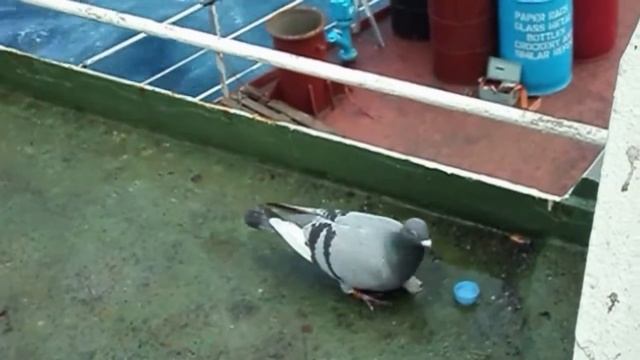 A pigeon boarded a ship in the ocean. Голубь сел на судно в океане. смотреть онлайн