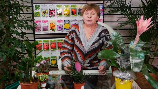 Комнатные растения ? Выбираем цветы для кухни ? Купон на скидку от hitsad.ru смотреть онлайн