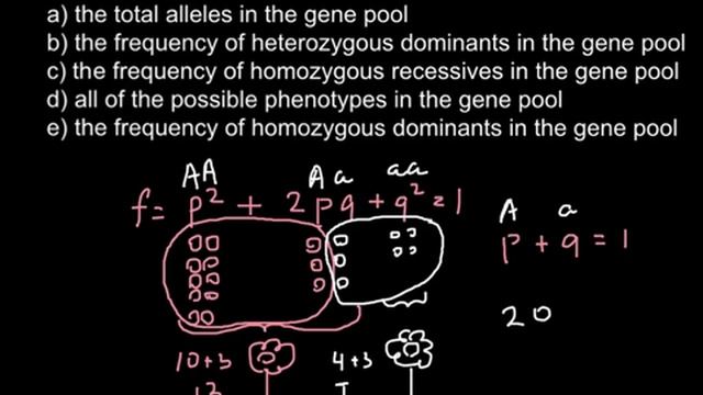 Hardy-Weinberg Theorem Explaned